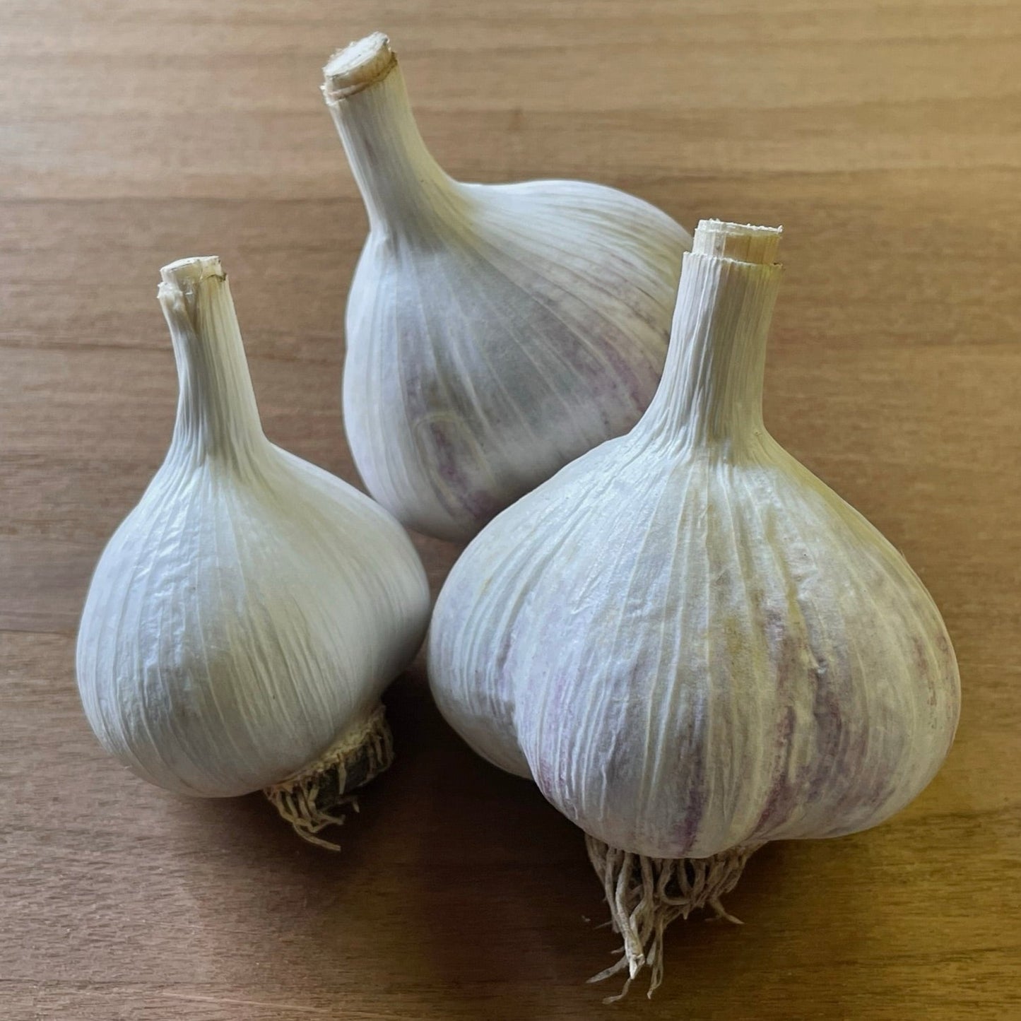 Garlic bulbs (Music)